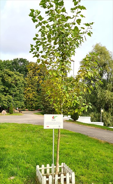 080-Тополь Победы